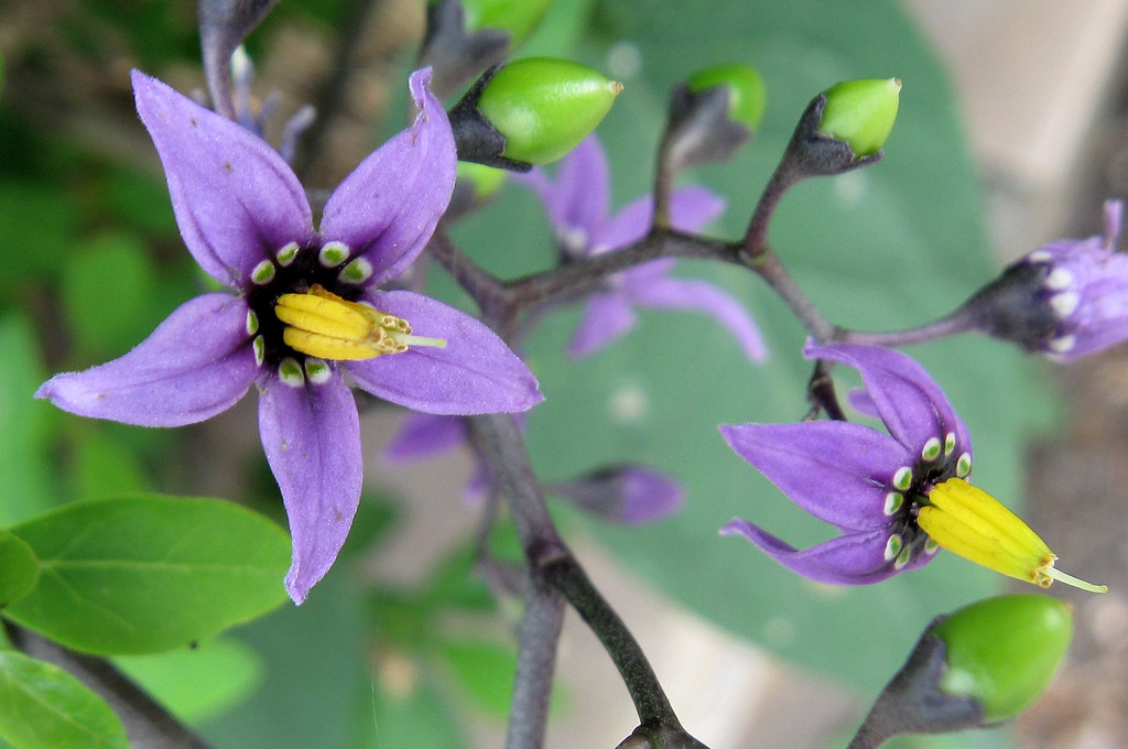 Solanum This is a poisonous plant belonging to the potato … Flickr