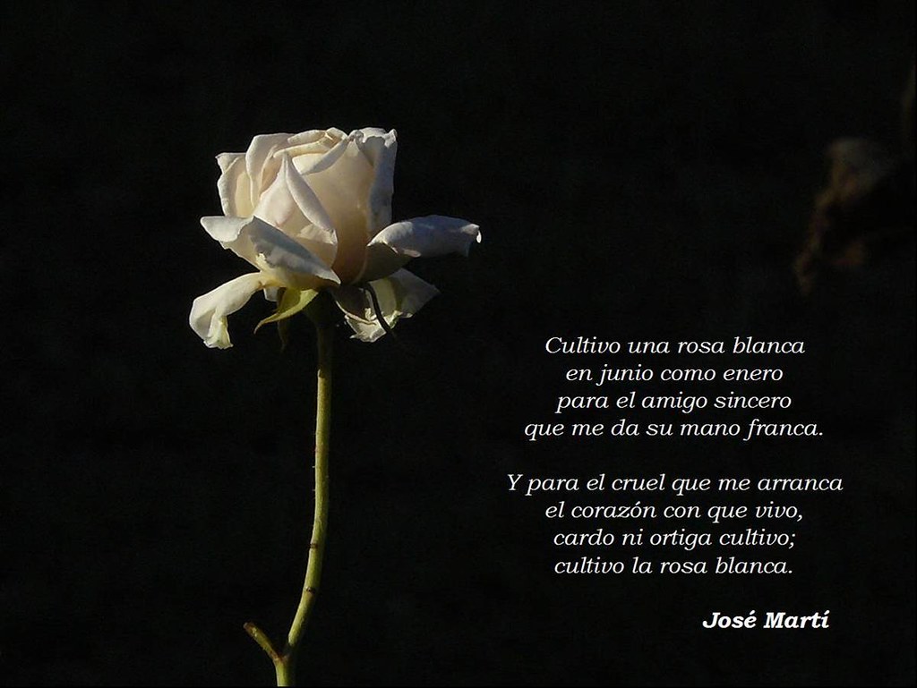 Cultivo un rosa blanca Nelly Harracá Flickr