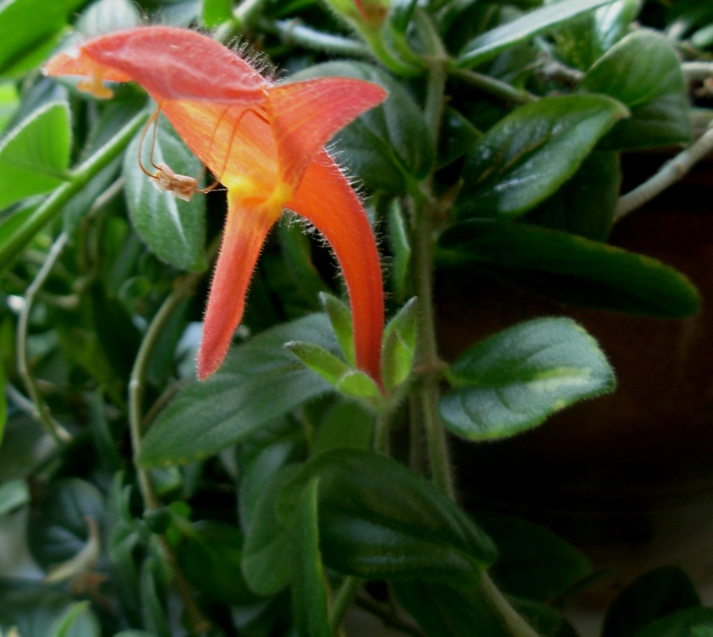 Dolphin Plant Columnea gloriosa Lipstick Plant, Goldfish… Flickr