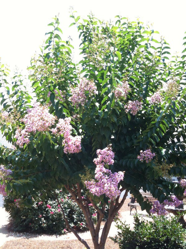 Flowering trees thrive in hot humid climate. We … Flickr