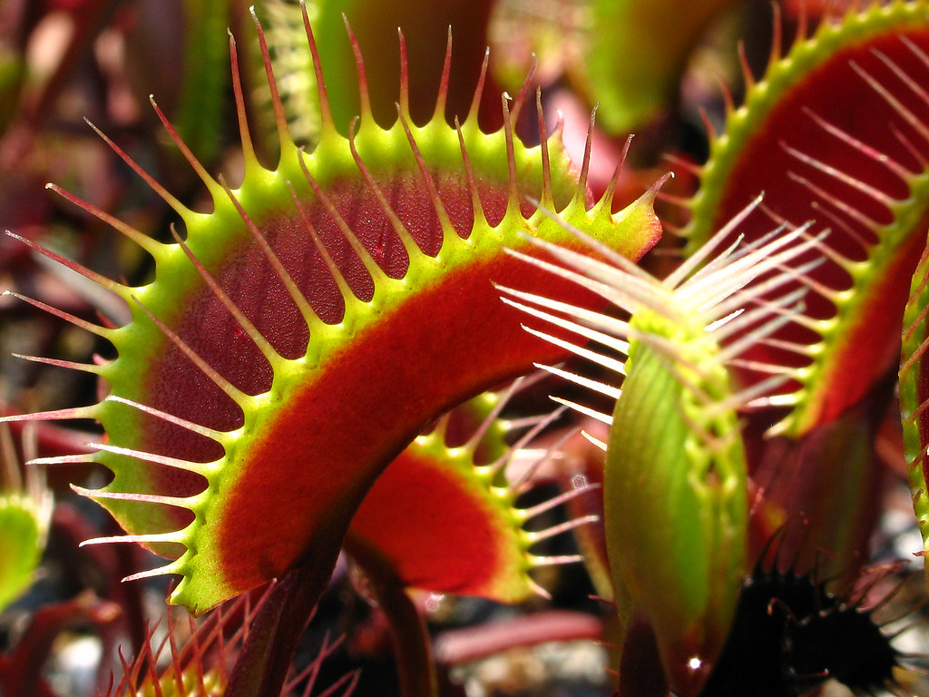 dionaea muscipula akai ryu, atlanta botanical garden, fult