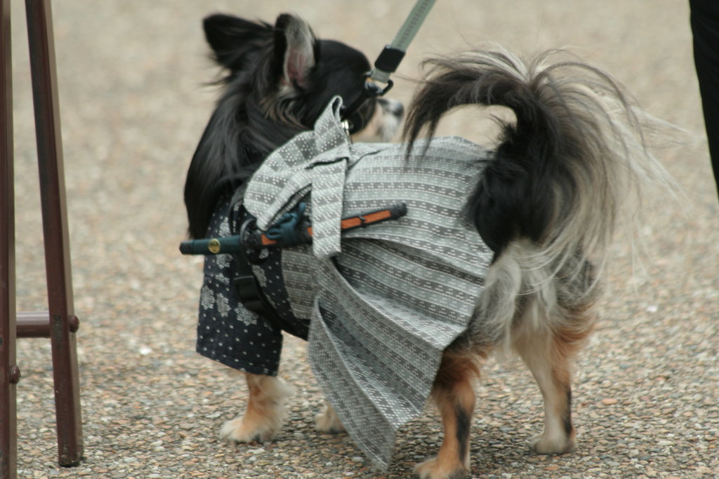 Samurai Dog! Best dog costume ever lets.book Flickr