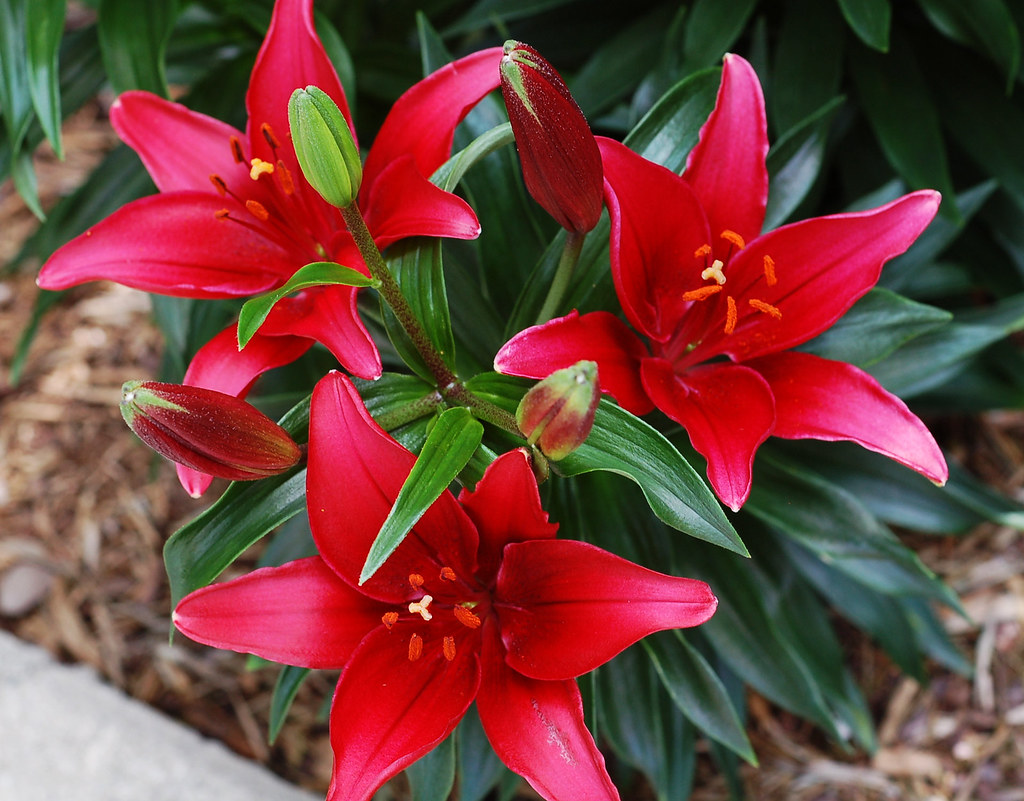 Asiatic Lily; height 22" Scientific Name Lilium Asiati… Flickr