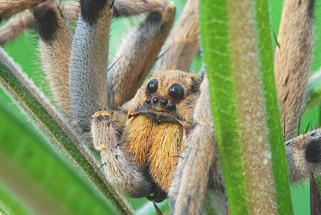 Rabid Wolf Spider. Most all of Oklahoma. And my yard EZ. Mike