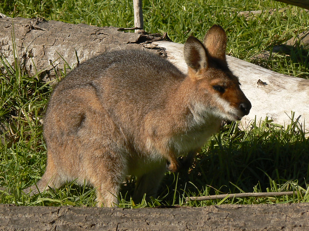 wallaby A beautiful small wallaby in the sunshine at Melbo… Flickr