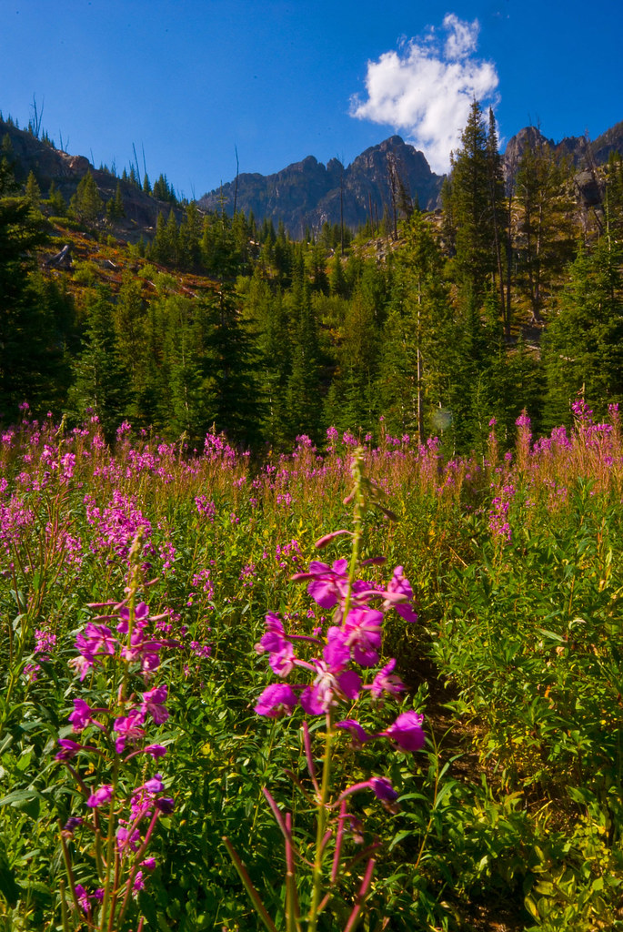 Idaho Wildflowers Best Viewed On Black Jasper Nance Flickr