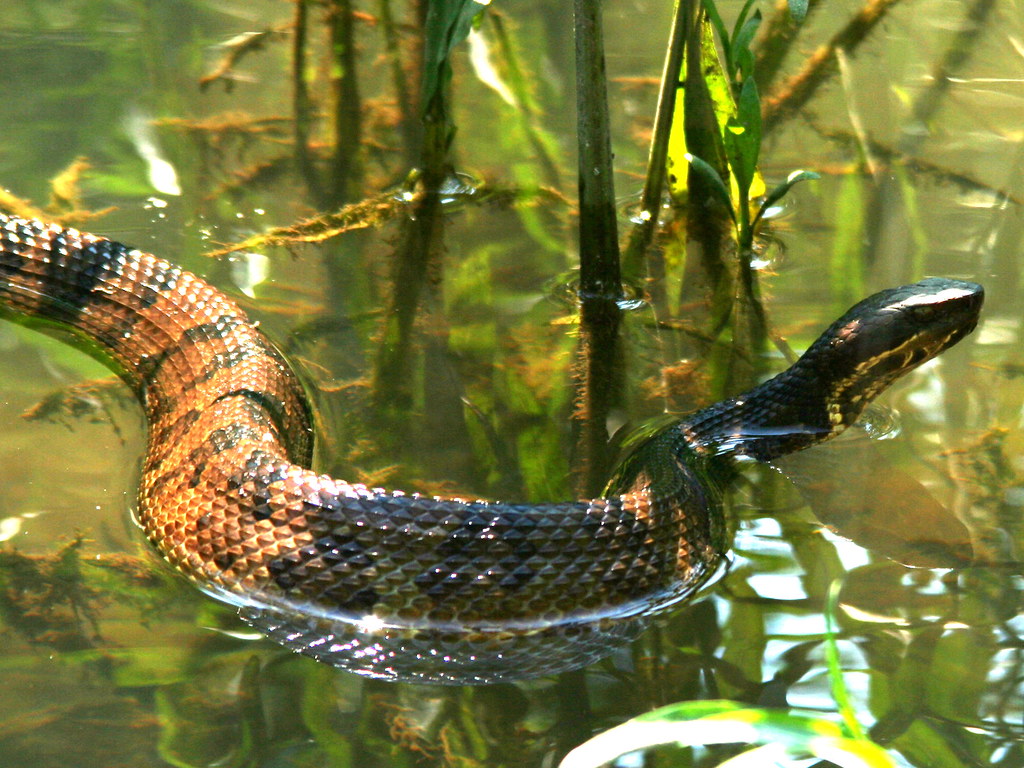Water Moccasin We canoed back into the vegetation along th… Flickr