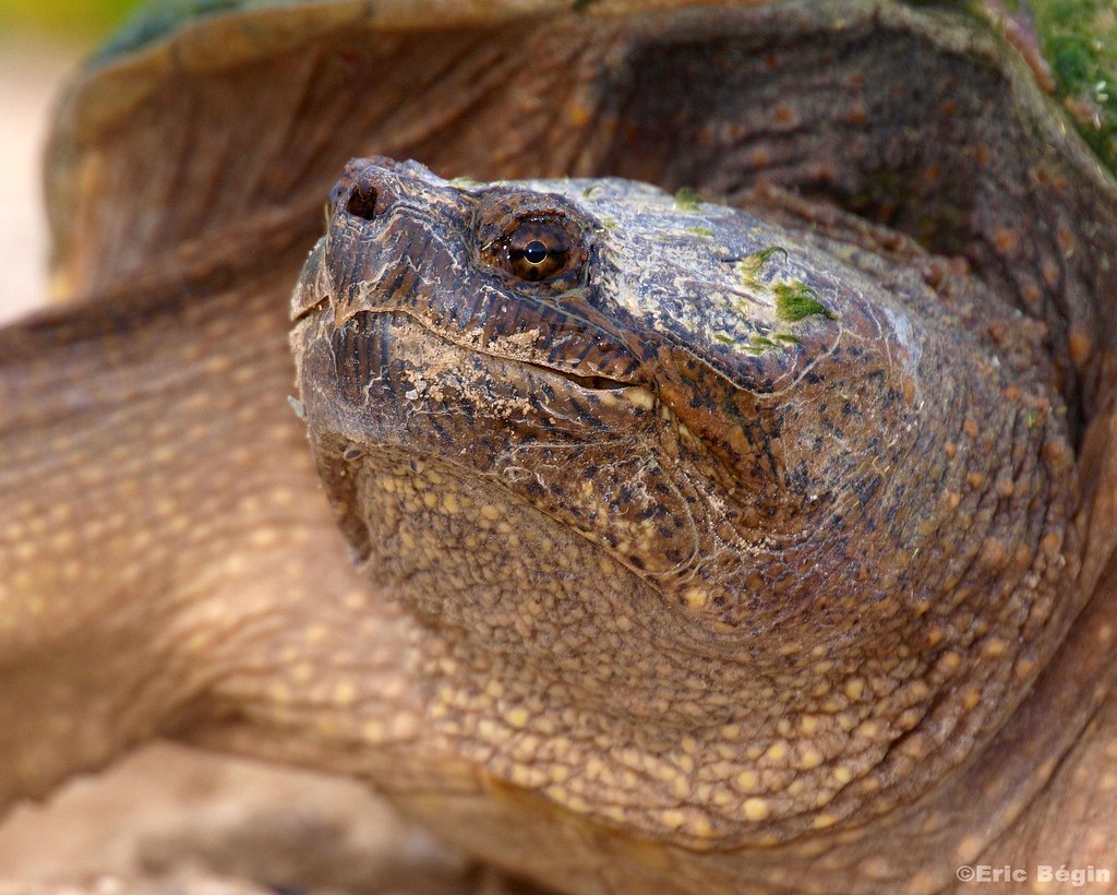 Tortue serpentine (tortue hargneuse) / Snapping Turtle