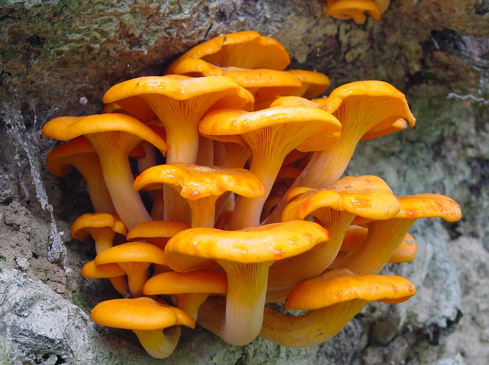 Jack O'Lantern Mushroom (Omphalotus olearius) 01673 Flickr