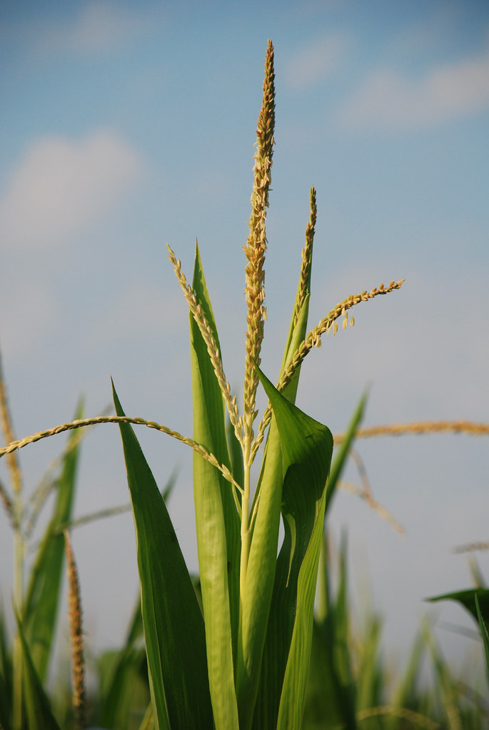 Corn in Tassel Stage You might enjoy this article, Detasse… Flickr