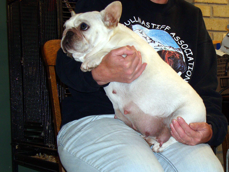 Super Fat Butters the Pregnant French Bulldog Flickr