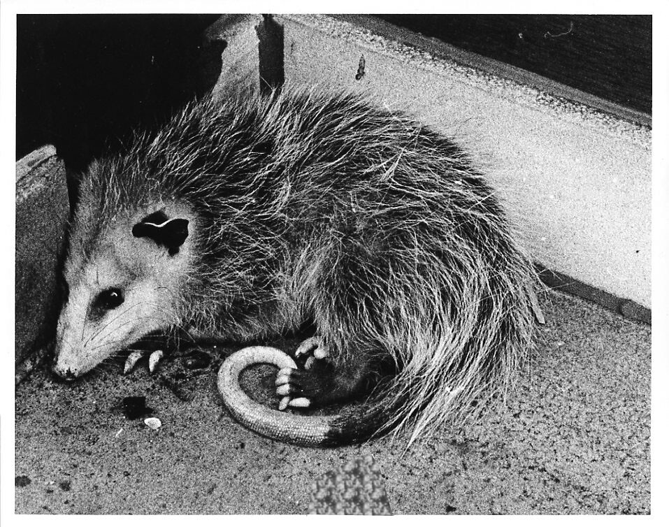 Awesome PossuM Jersey City, NJ in broad daylight . Must ha… Flickr