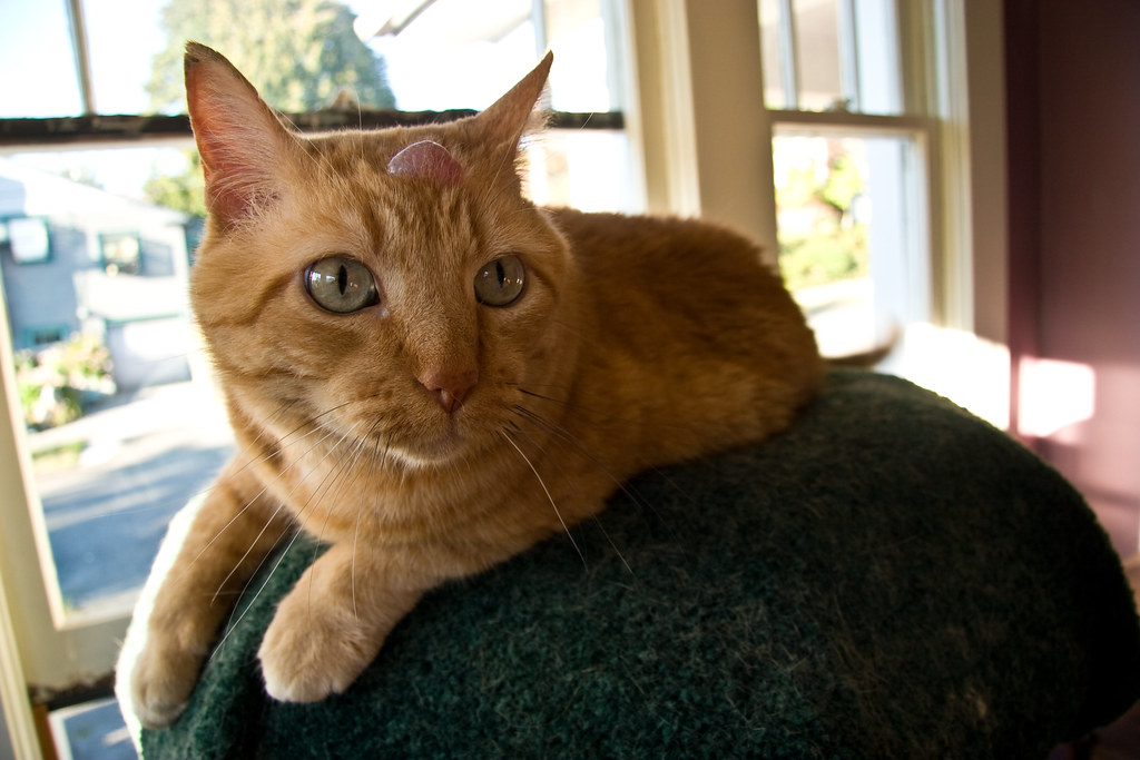 Turing's Bump28.jpg My cat, Turing, is going in for surge… Flickr