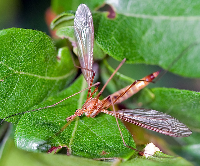Mosquito Eater Flickr Photo Sharing!