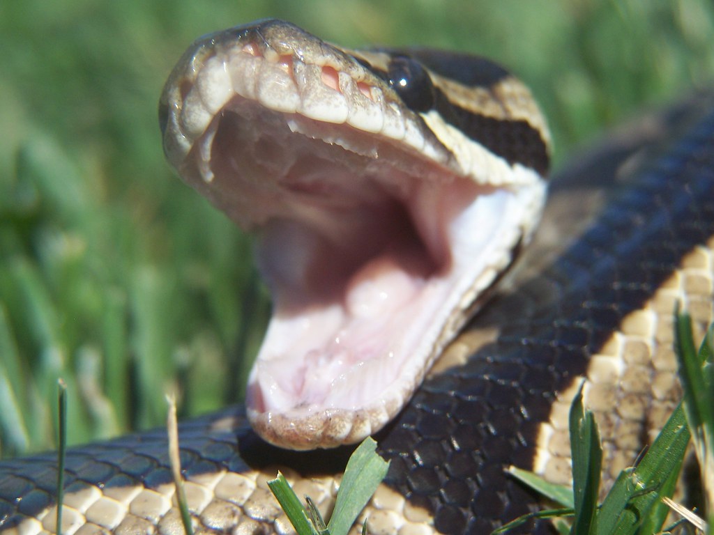 Python Teeth Say AHHHH!! She has no fangs but she does