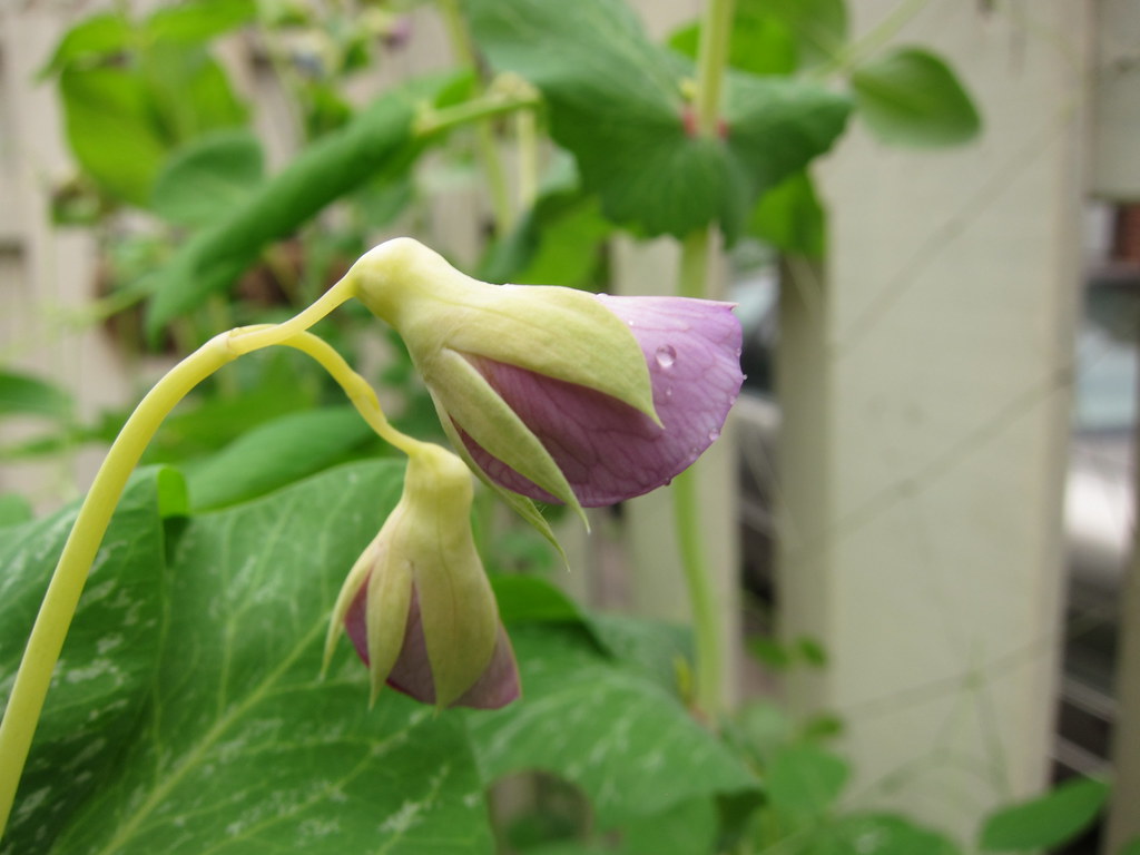White Snow Pea Flower So, white snow peas have purple flow… Flickr
