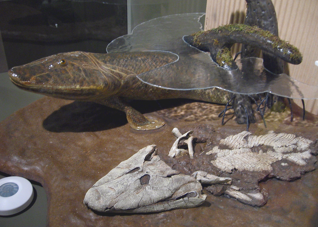 Tiktaalik The Tiktaalik at the Harvard Museum of Natural H… Flickr