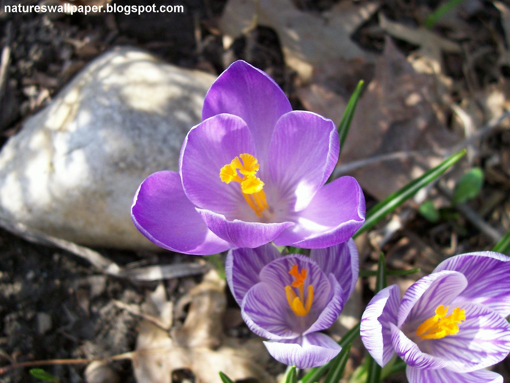 Purple Flower With Yellow Middle These crocus flowers are … Flickr