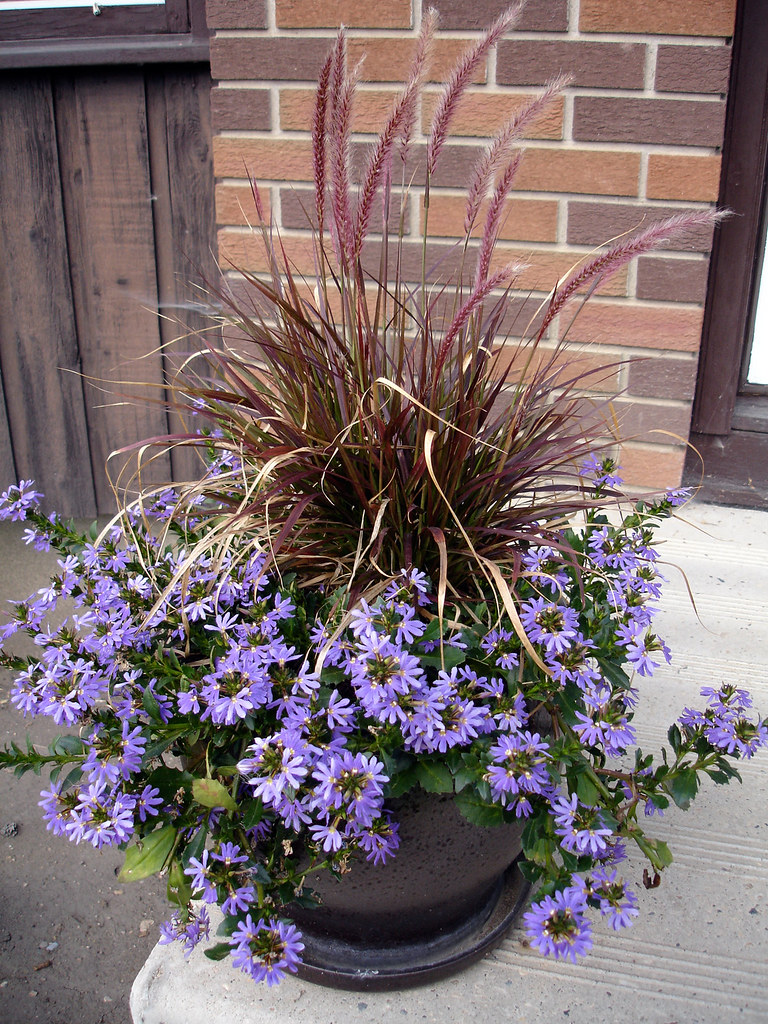 Front Step Container August The purple fountain grass di… Flickr