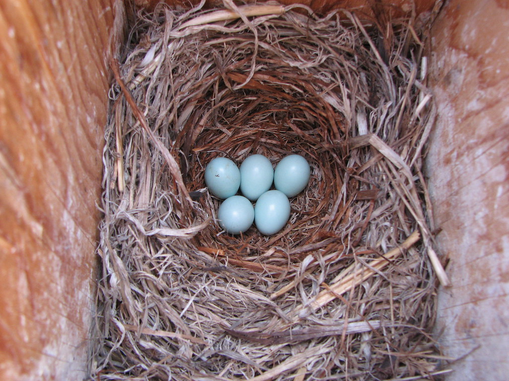 Mountain Bluebird nest These tiny, blue eggs were in one o… Flickr