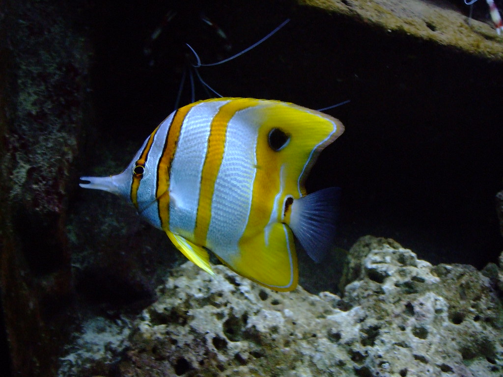 Yellow and White Striped Fish A yellow and white striped f… Flickr