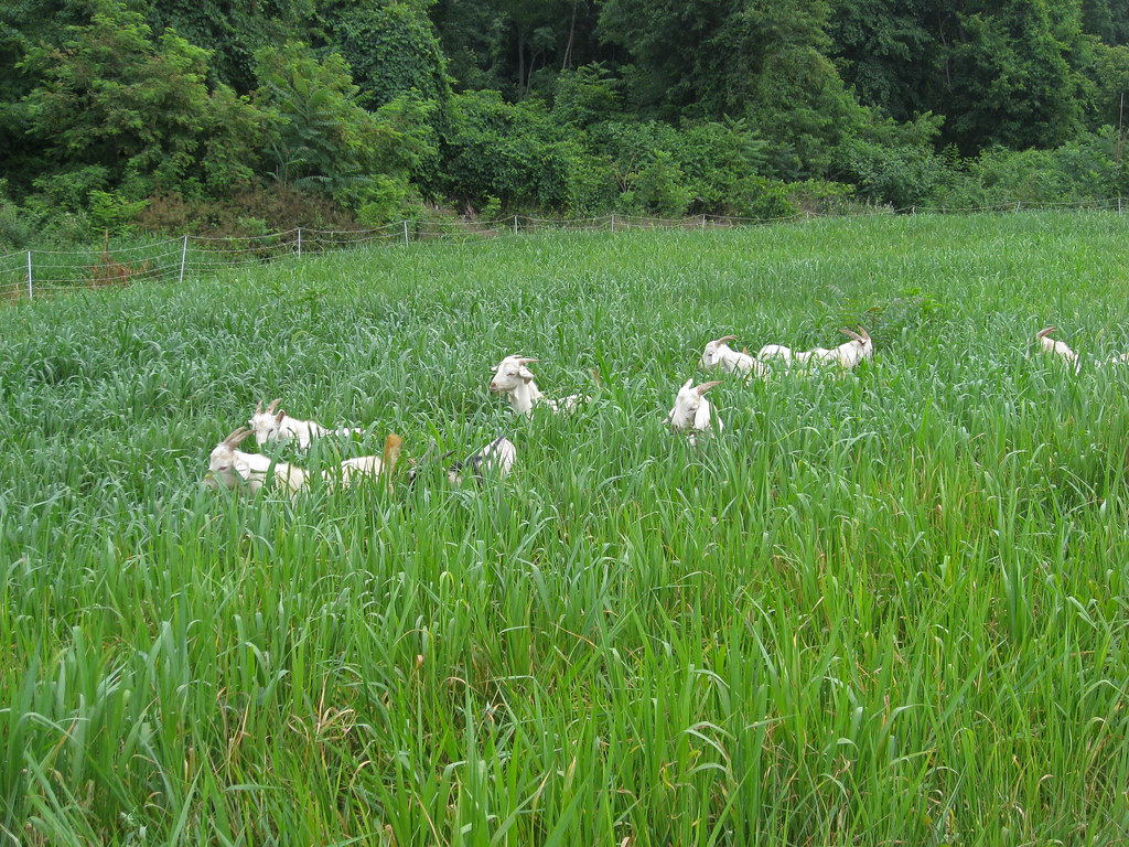 Grazing pearl millet Goats from the Western Maryland Pastu… Flickr