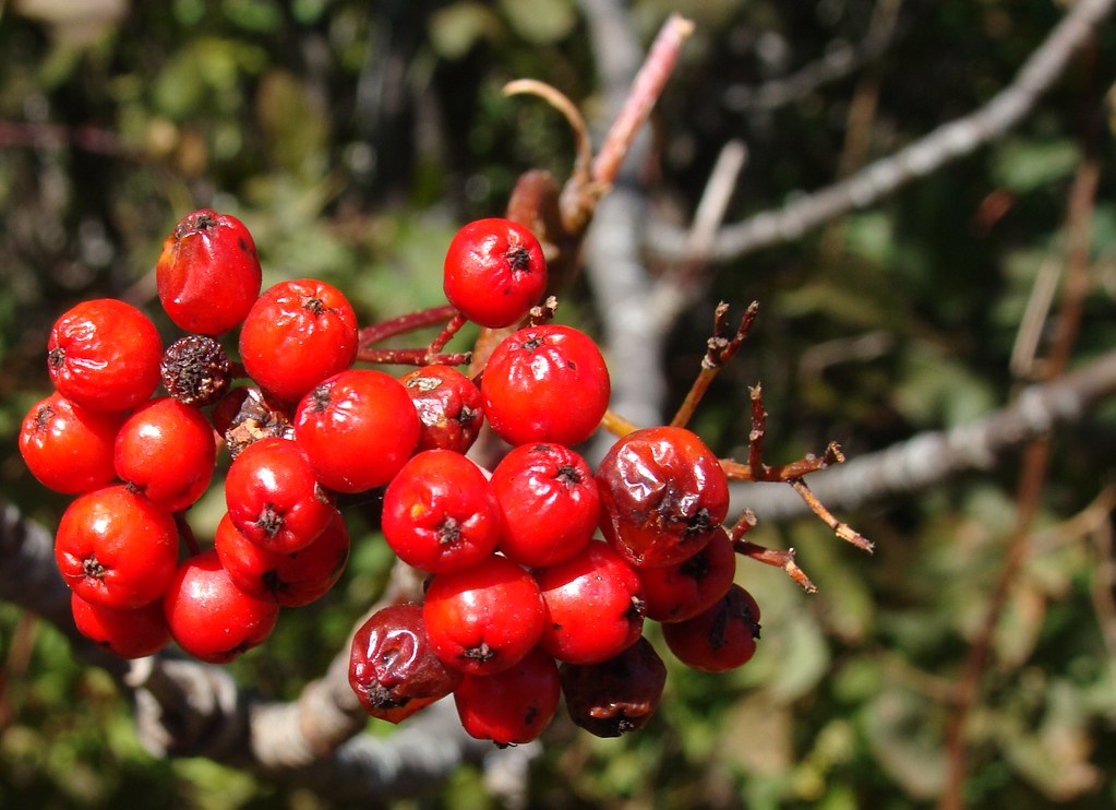 mountain ash berries, close up Mountain ash (Sorbus) fruit… Flickr
