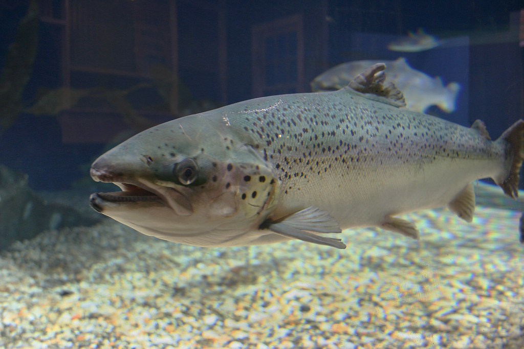 Atlantic salmon at Maritime Aquarium See big salmon and … Flickr