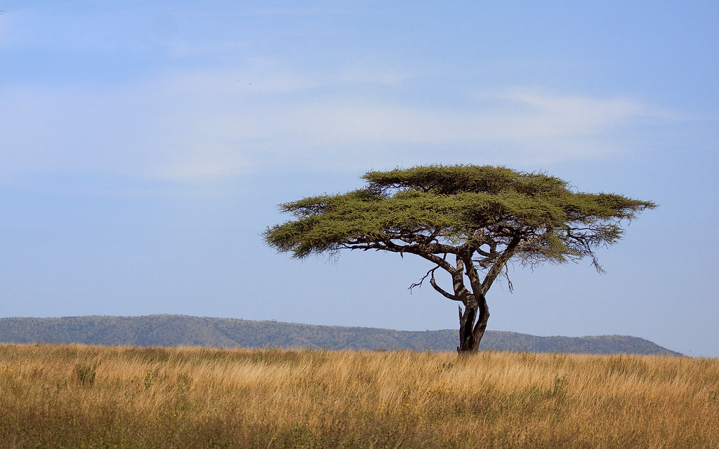 Umbrella acacia The african umbrella acacia is one of the … Flickr