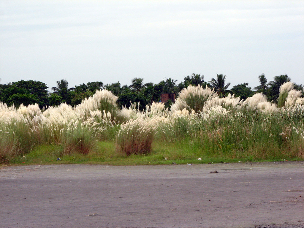 Kash Flower Autumn in west Bengal, India ushers with its s… Flickr