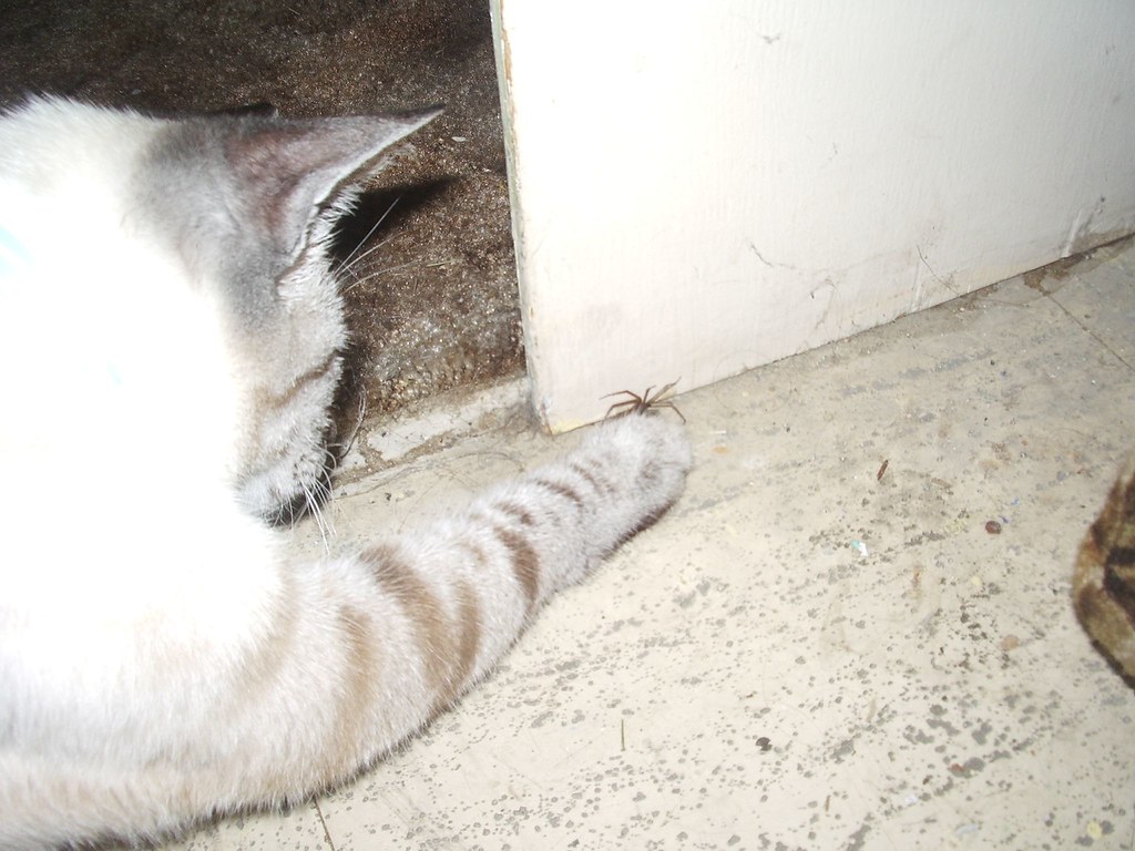Nix killing a spider! Im training my cat to attack spiders… Flickr