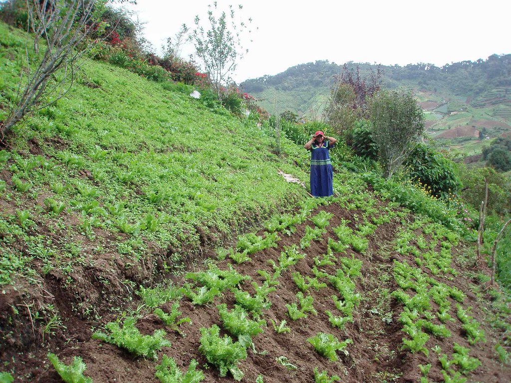 Mujer trabajando en el campo Woman working in the fields… Flickr