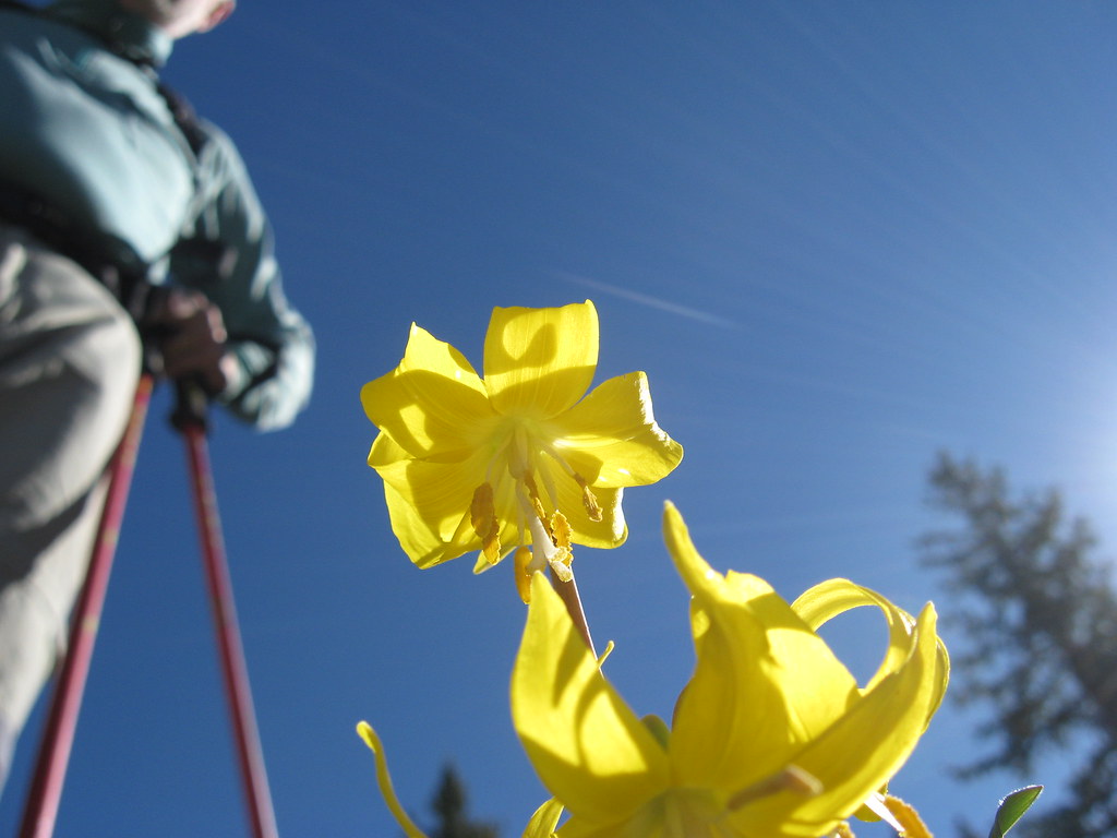 Yellow upside down flower jeffcojeremy Flickr