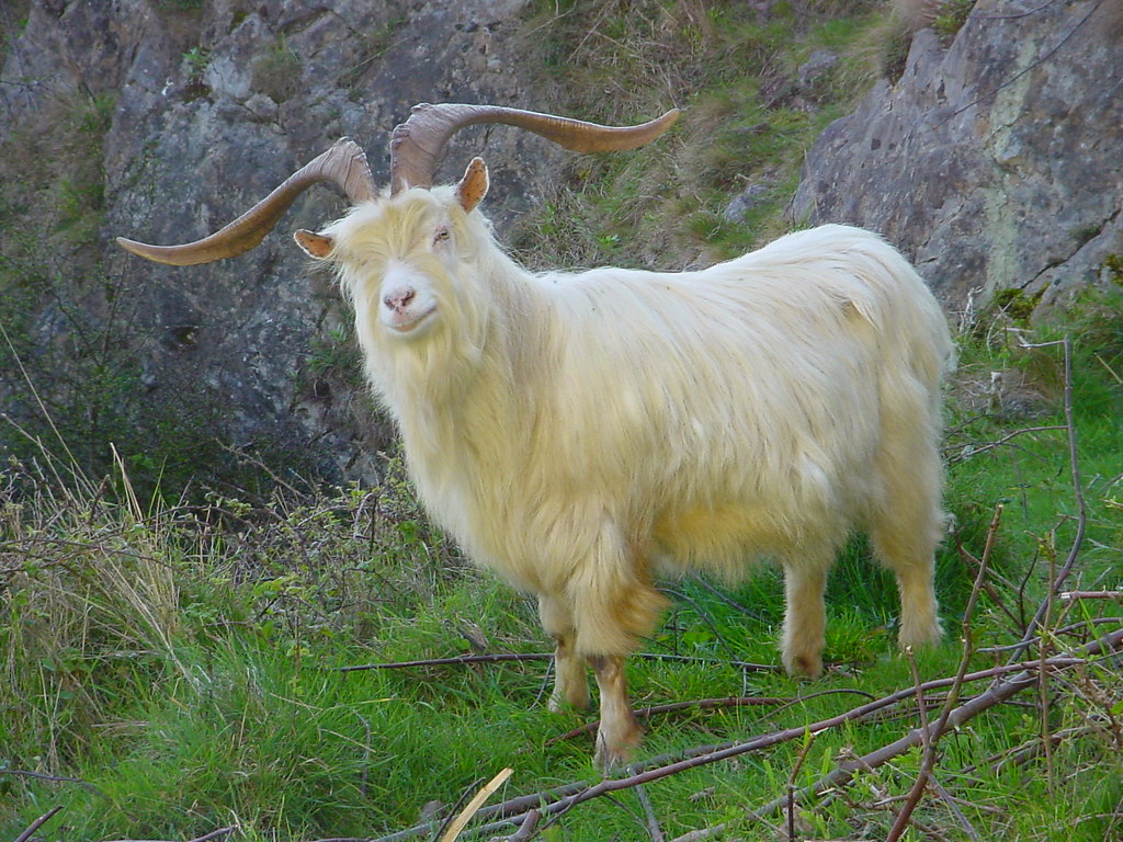 Kashmiri Goat on the Great Orme Llandudno dayrelease Flickr