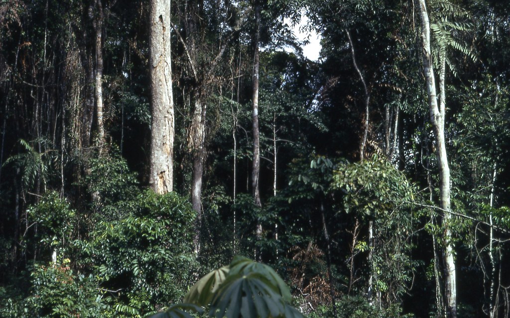 Tropical rainforest near Konimbo, Liberia (West Africa) 19… Flickr