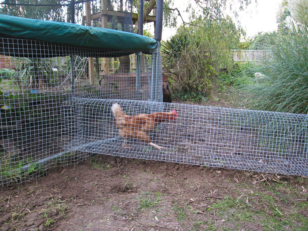 Chicken Coop Garden Ideas