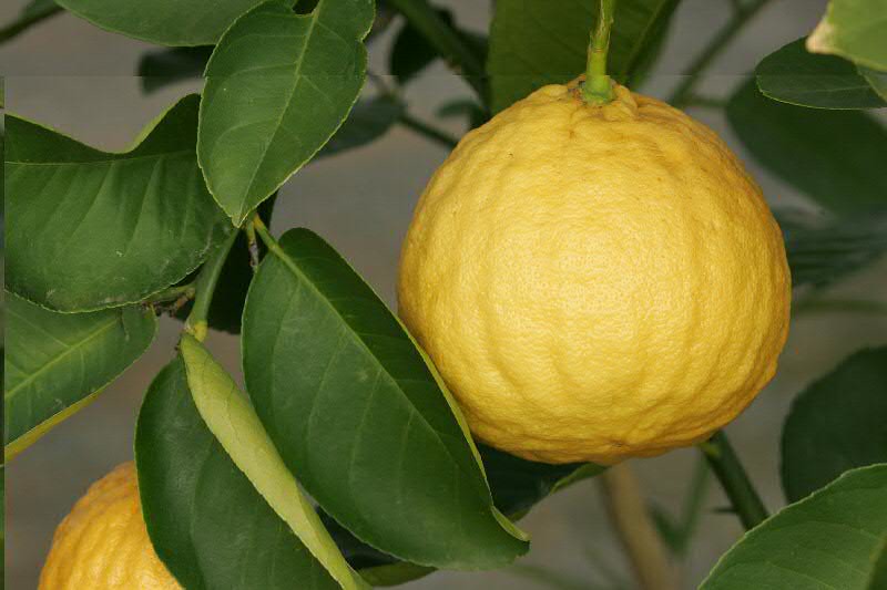 Ponderosa Lemon This large lemon can grow on a dwarf tree.… Flickr