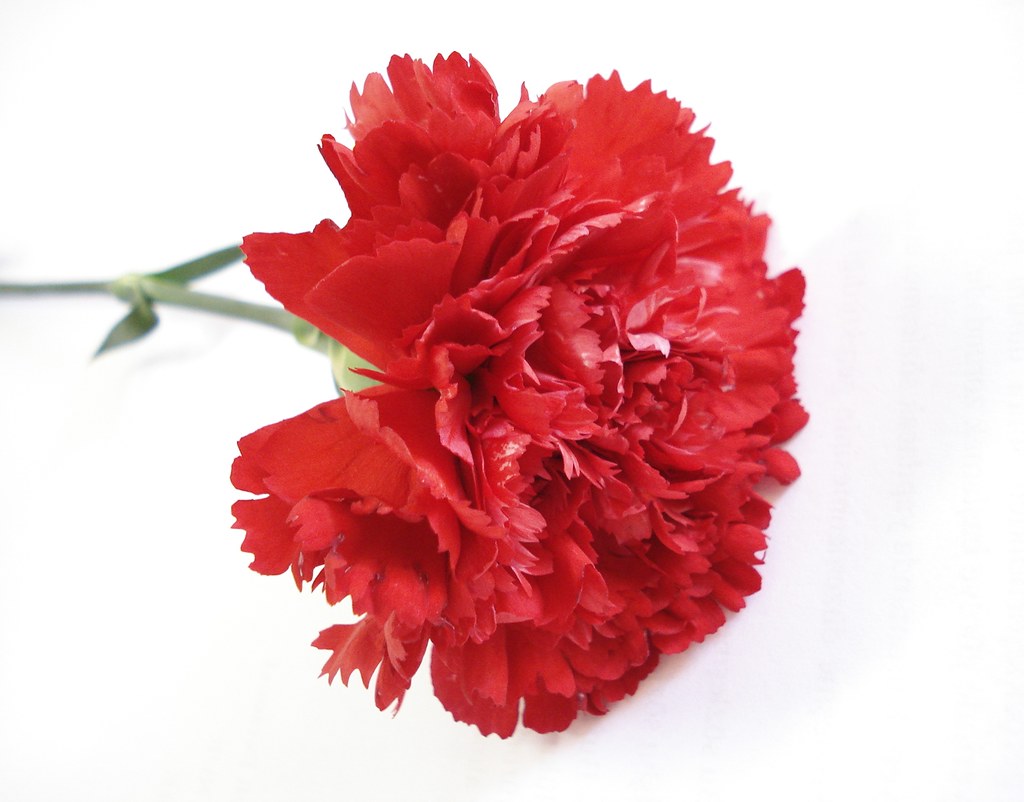 Kırmızı Karanfil GÜLŞAH Flickr