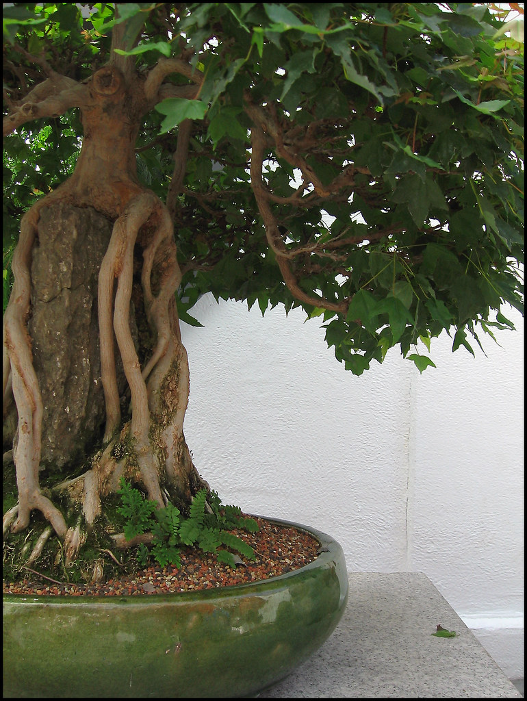 Bonsai Montréal Botanical Gardens They have a huge collect… Flickr