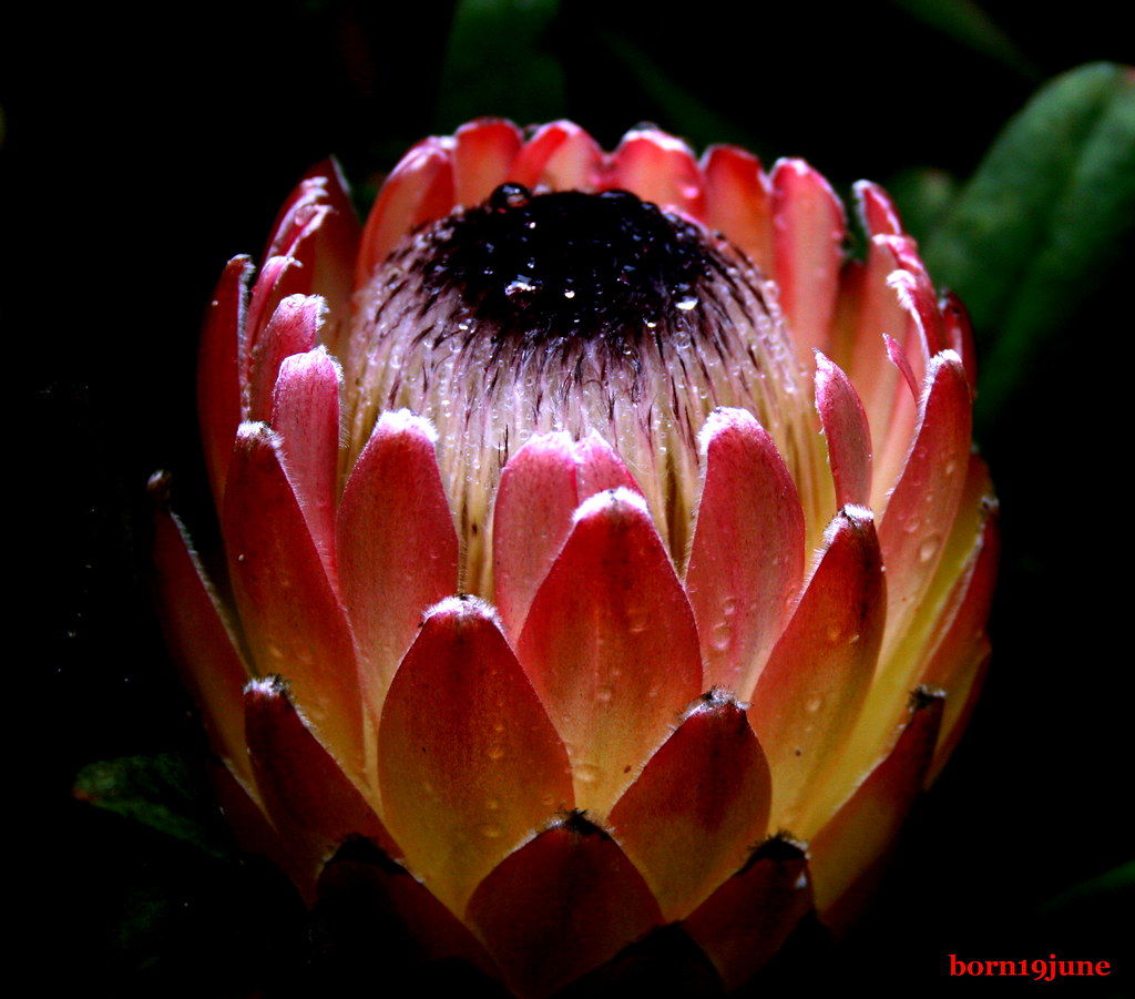 African Flower>Protea African flowers taken at SF Zoo Flickr