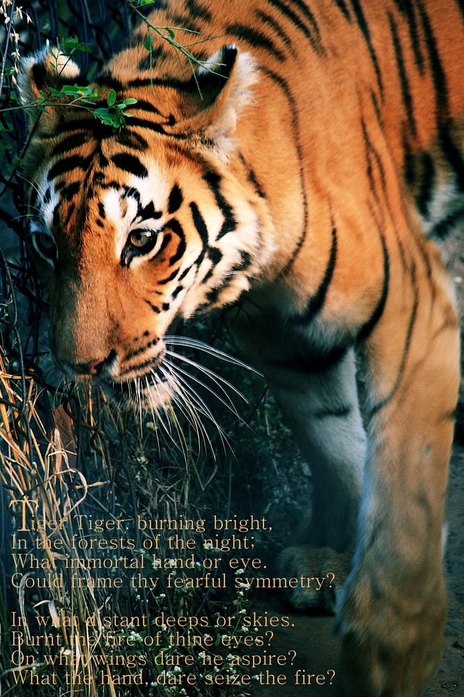 Tiger Tiger Burning Bright I think a Tiger can not be desc… Flickr