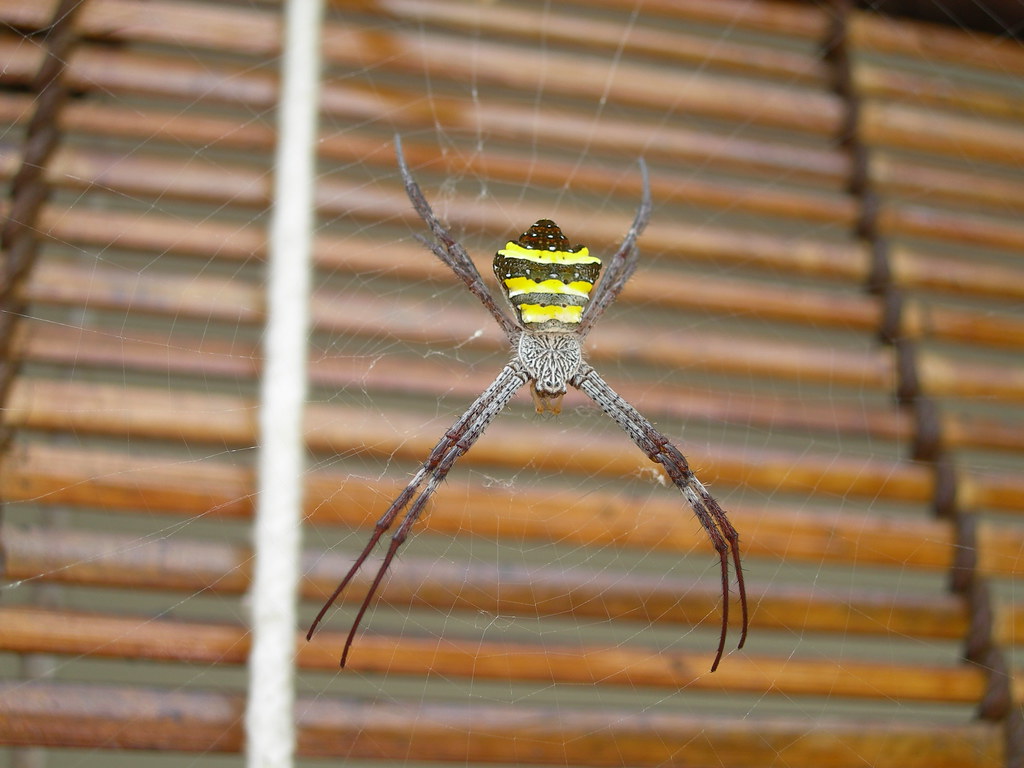 YellowBlack Striped Spider 1 (View large size) Rajan Medhekar Flickr