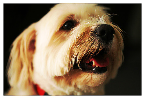Riley Our Neighbor's dog, a labmaltese mix. Tanny
