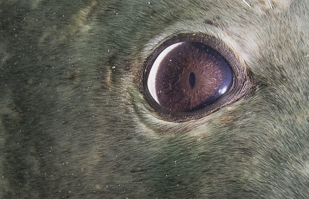 Seal eye detail Sony NEX5 full size details. 16mm WA Alex
