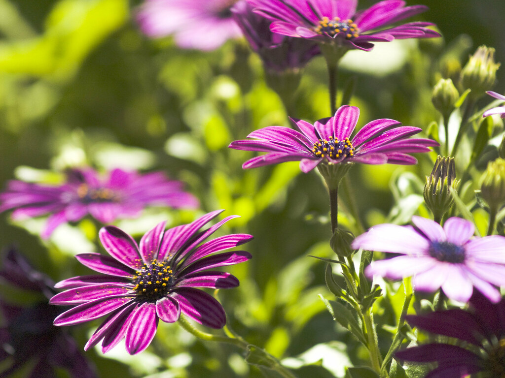 Conter fleurette Flowers at my girlfriend's familial house… Flickr