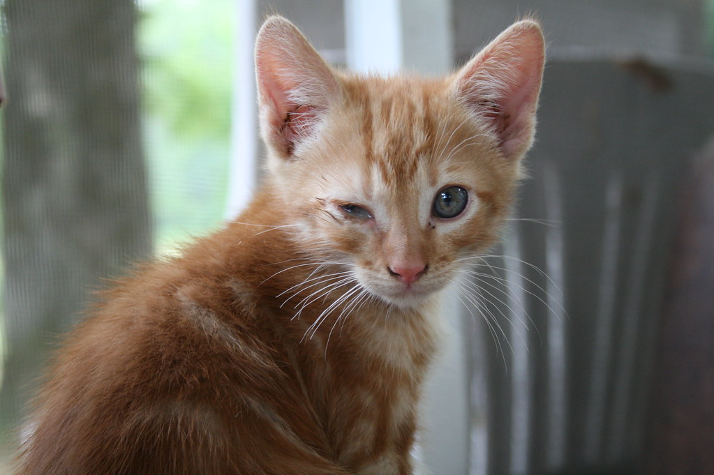 goopy eye Lindsey Turner Flickr