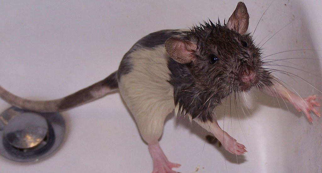 Wet Rat! (This is not actually one of my photos but is suc… Flickr