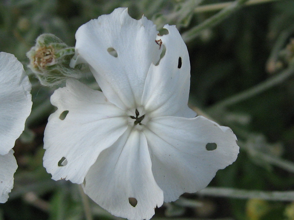 Interesting... White Rose Campion Lychnis Coronaria Some… Flickr