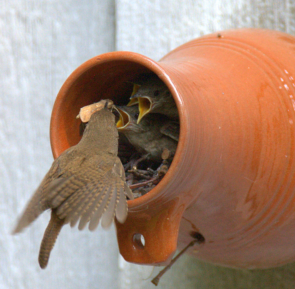 Williamsburg Bottle Birds (House Wren) NG Published* Flickr