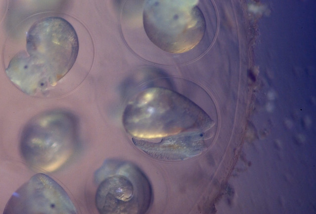 Any chance my nerite snails arrived pregnant?babysnail2.jpg Images